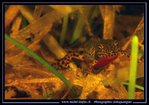 Great encounter with this Alpine newt... Que du bonheur..... by Michel Lonfat 